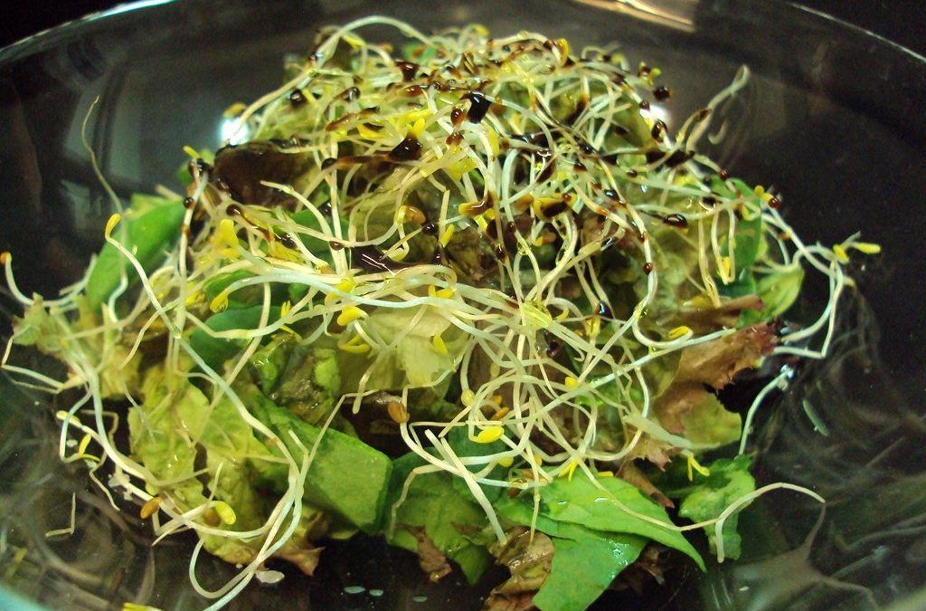 Restaurante Solana: Comer sin preocupaciones